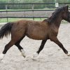Welsh Cob - Valando als jaarling-2